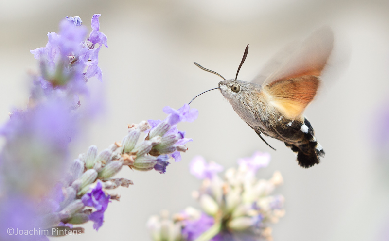 Kolibrievlinder Unieke Relatie Tussen De Kolibrie En De Orchidee